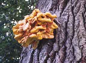 tree fungus