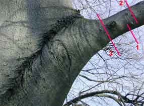 Branch pruning