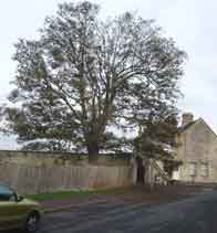 tree owners legal responsibilities