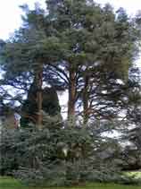 The blue atlas cedar is a big and beautiful tree... 